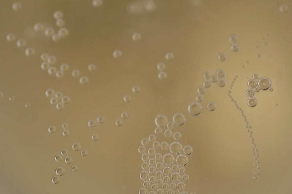 Ako sa vyrába šampanské? Spoznajte Méthode Champenoise a jej tajomstvo | regioWine