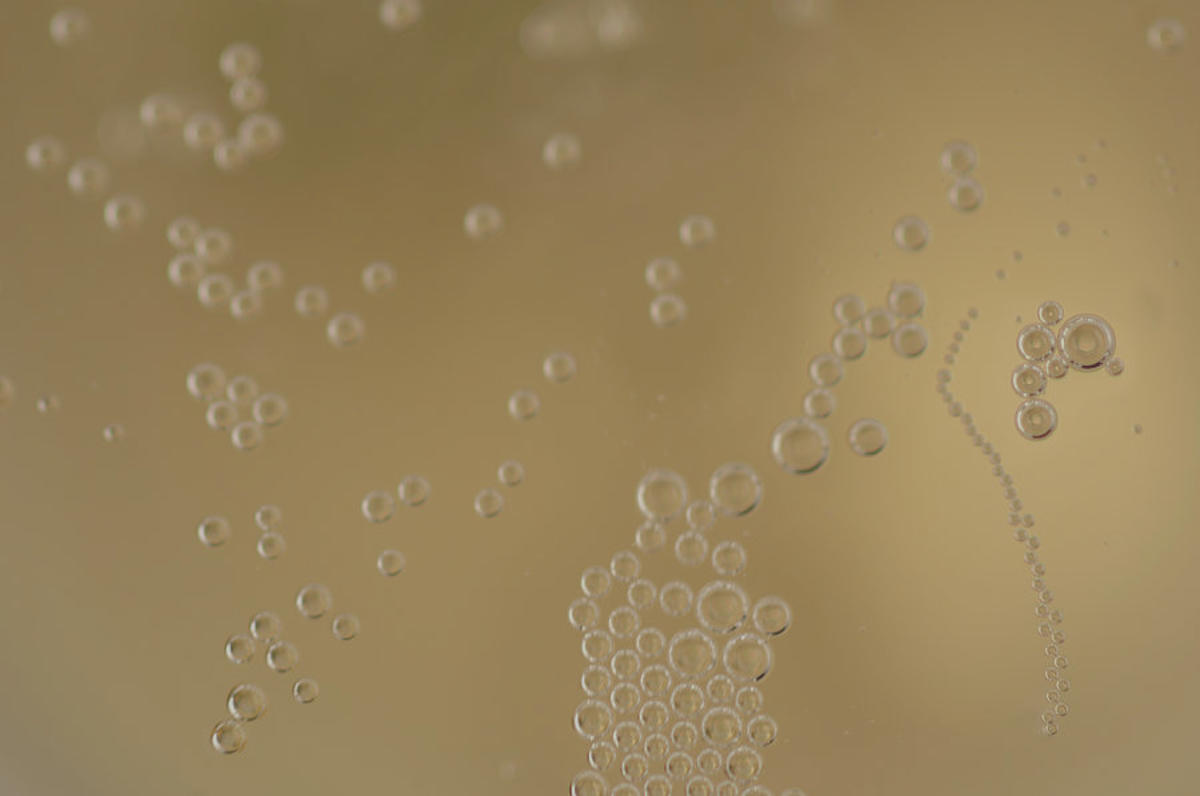 Ako sa vyrába šampanské? Spoznajte Méthode Champenoise a jej tajomstvo | regioWine