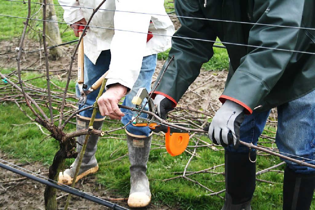 Jar vo vinohrade. Na čo nezabudnúť alebo ako správne rezať vinič? | regioWine