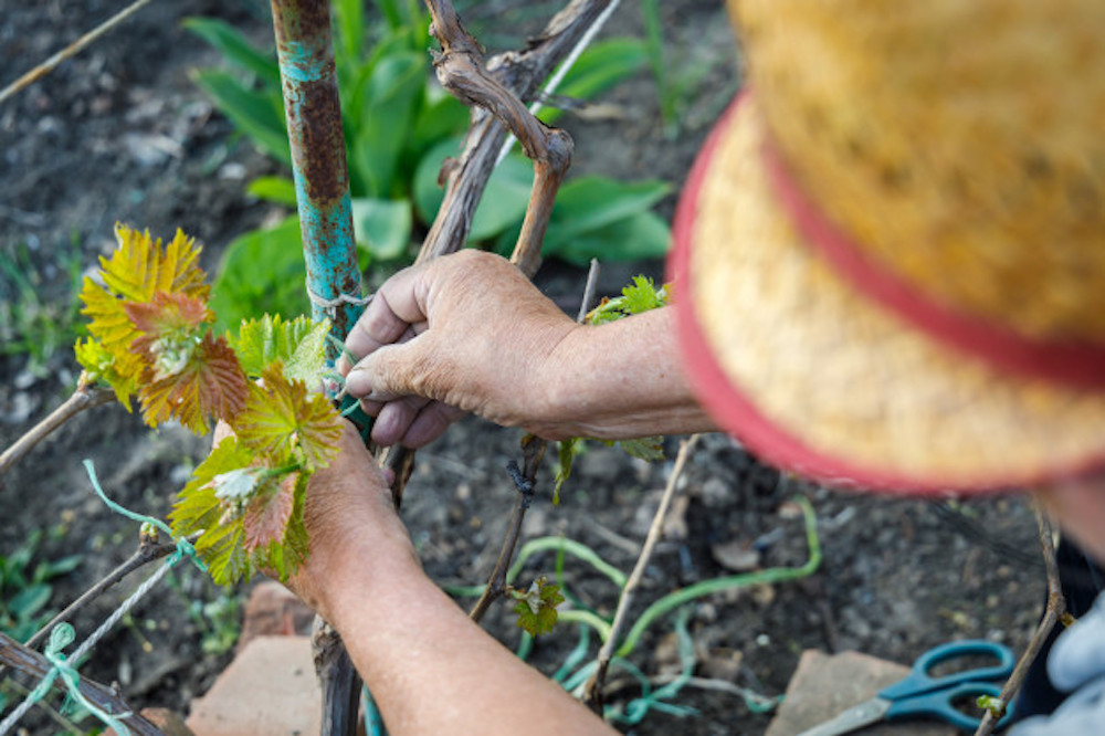 Jar vo vinohrade. Na čo nezabudnúť alebo ako správne rezať vinič? | regioWine