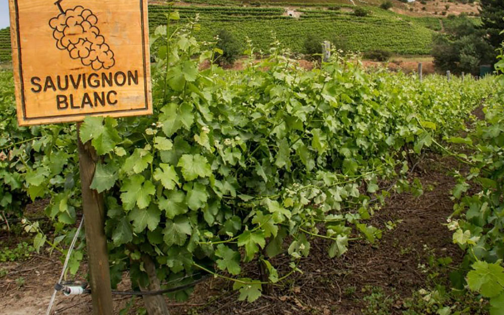 Aké víno ochutnať v máji? Inšpirujte sa Medzinárodným dňom odrody Sauvignon Blanc | regioWine