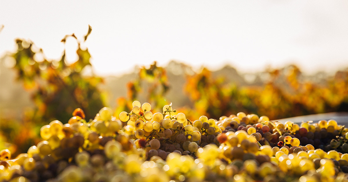 5 dôvodov, prečo milovať Chardonnay | regioWine